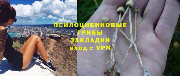 сатива Беломорск